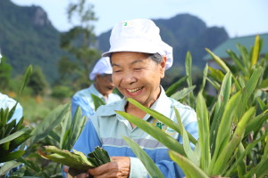 Sustainable sourcing project_galanga in Vietnam_IMG_2125