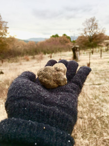 From farm to palm — to decadent snacks! Trufflehunting in Provence is an experience for the gourmand