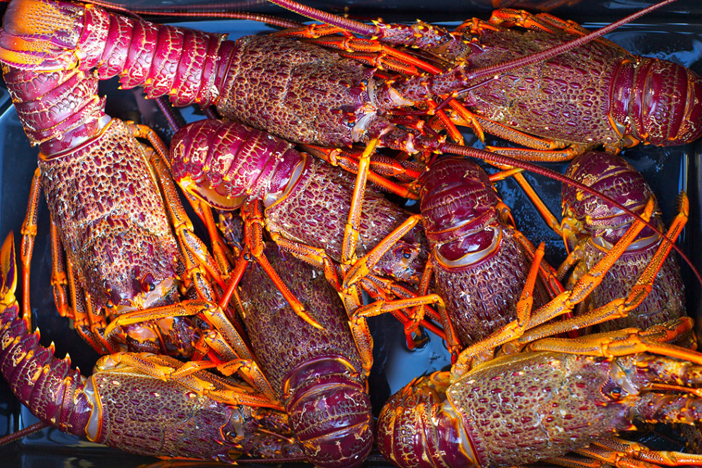 New Zealand crayfish is delicious, and there's no better place to eat it than in Kaikoura