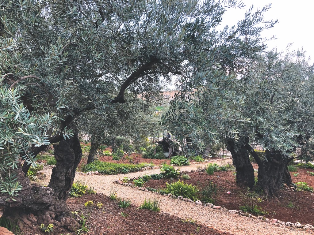 The Garden of Gethsemane where Jesus was betrayed and arrested