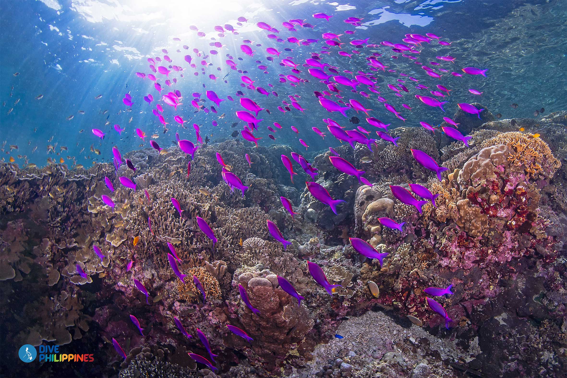 Five Philippine dive spots you can now visit